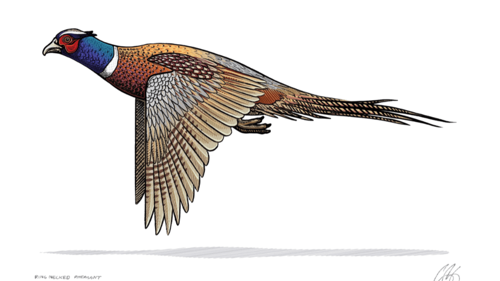 Illustration of a ringneck pheasant flying.